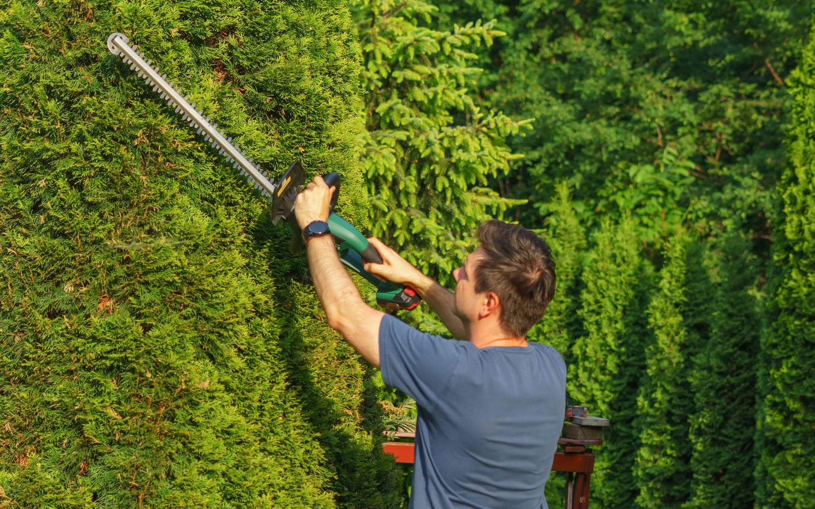 A gardener trimming a tall hedge that is kept in shape by regular work