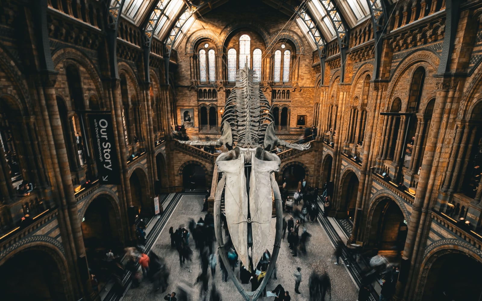 An articulated whale skeleton suspended in a museum hall above visitors