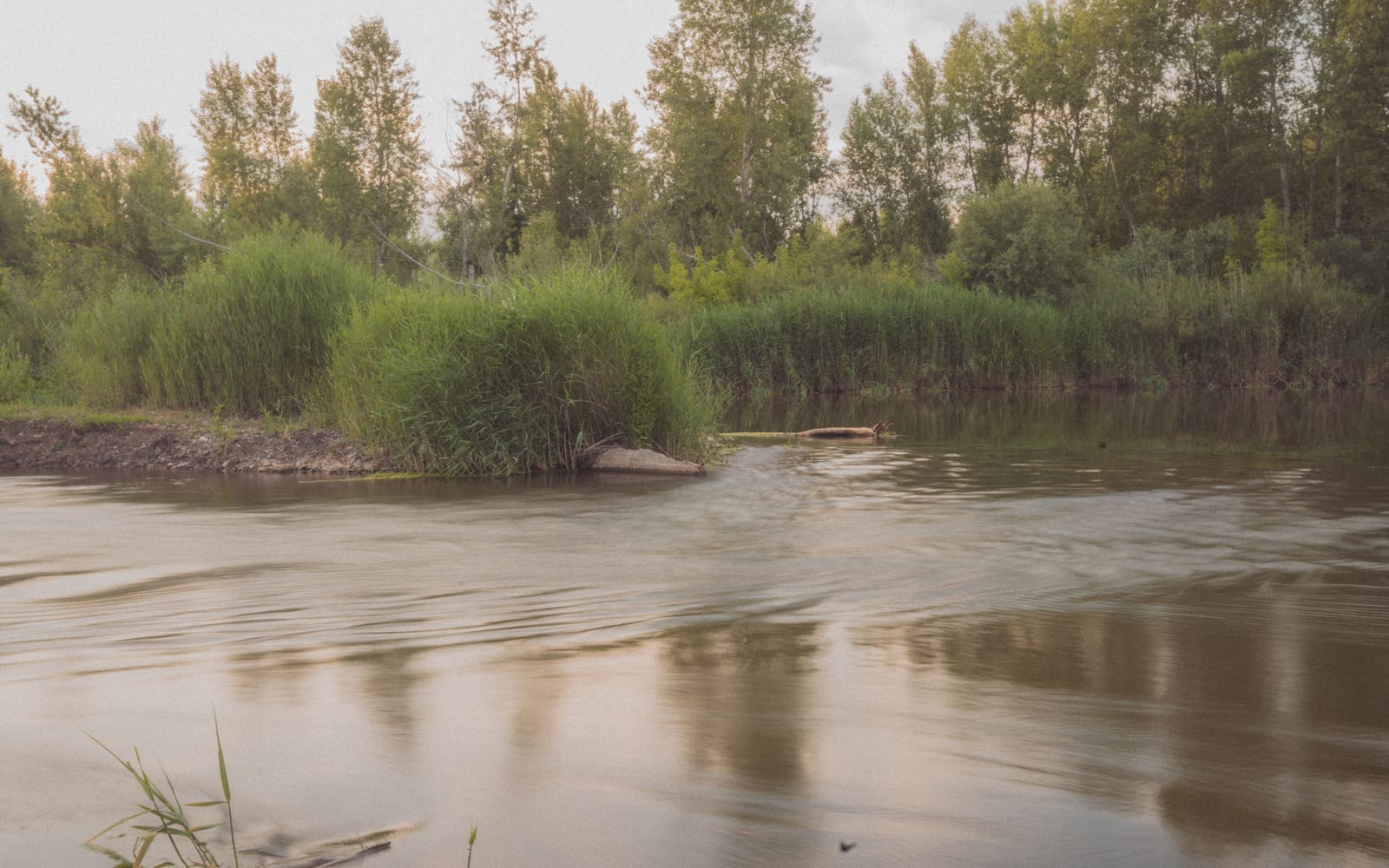 Two rivers of different sediment meeting, the boundary between them still visible