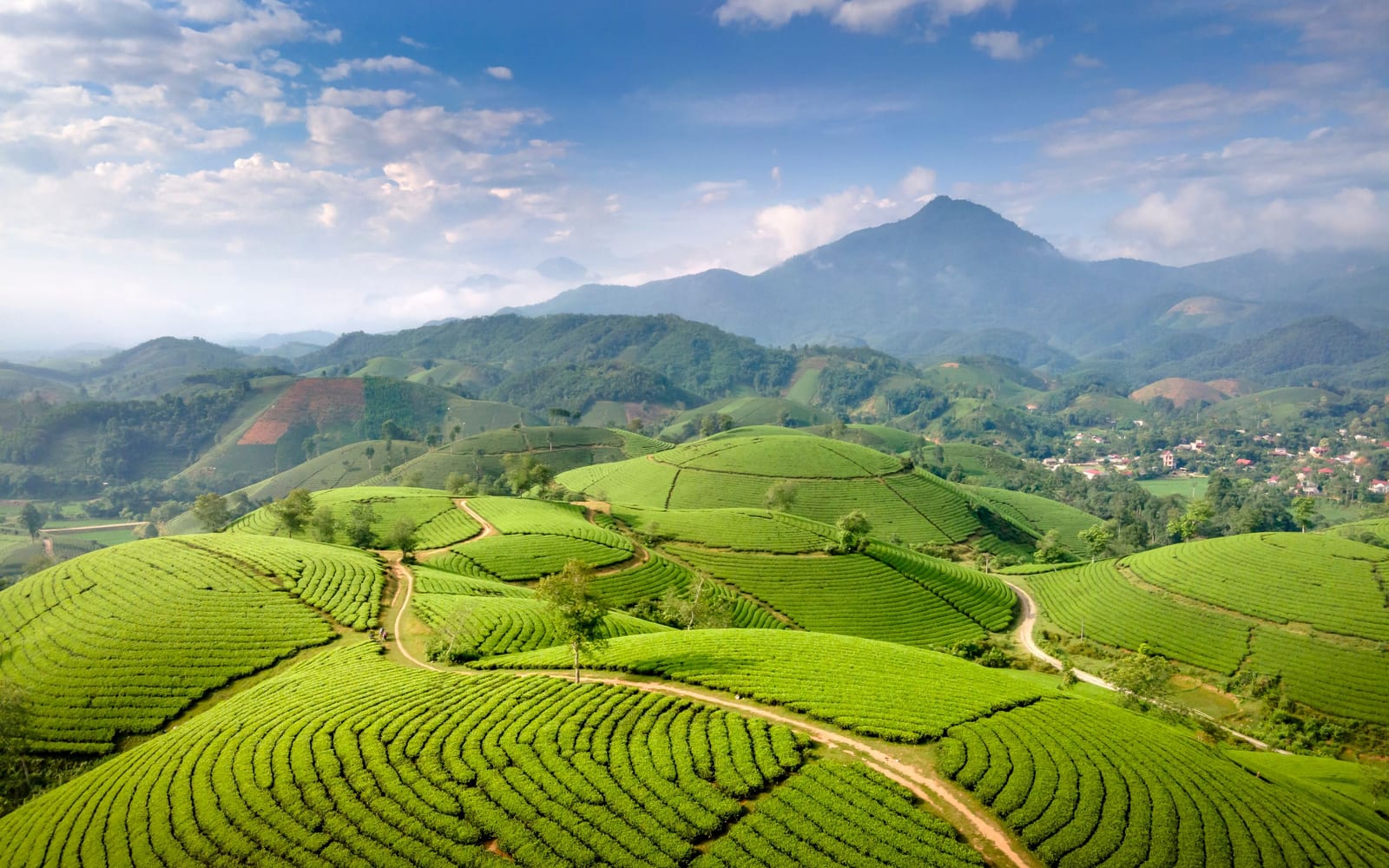 Tea terraces cut into a hillside in distinct graduated levels
