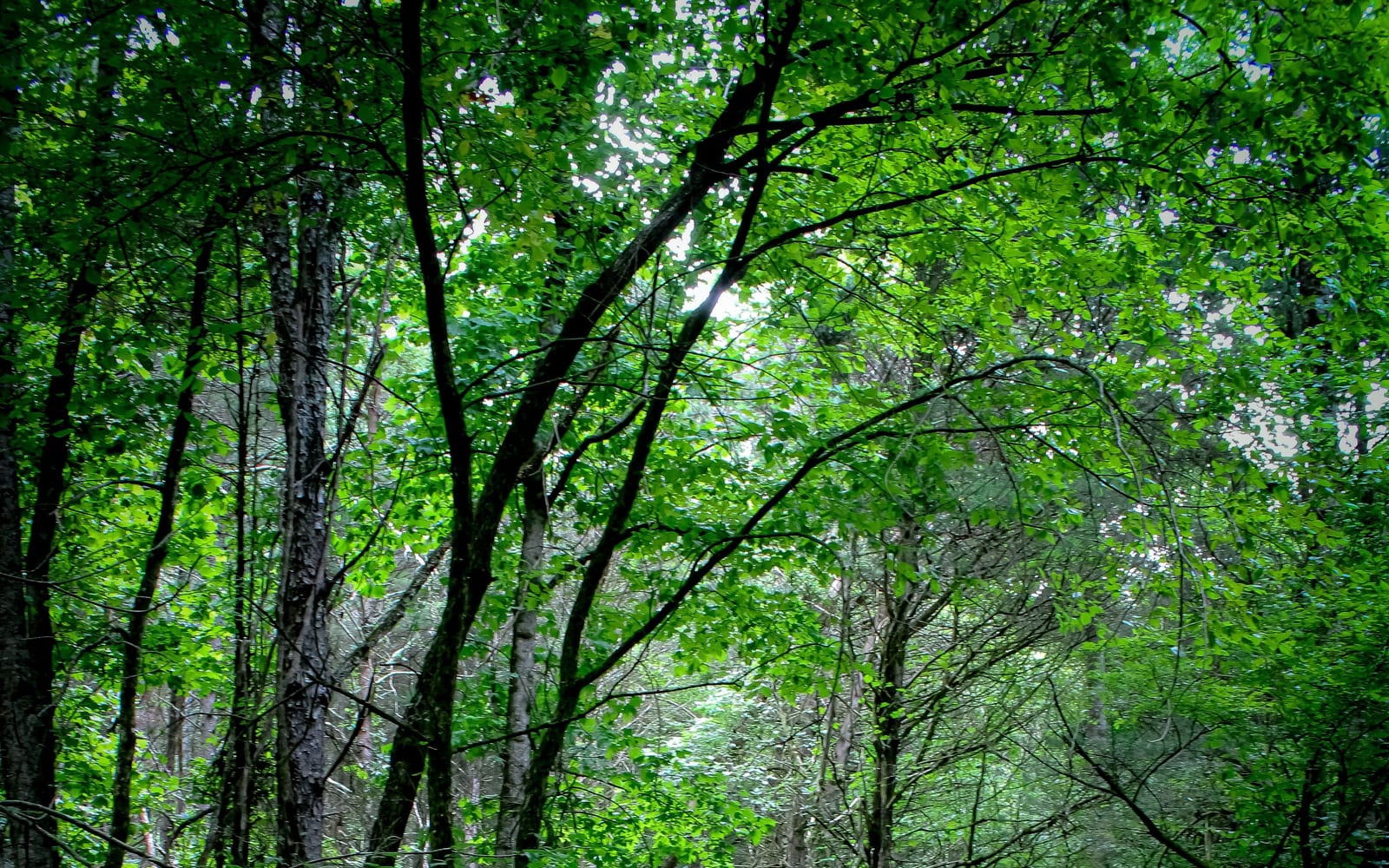 A worn dirt path cut through woodland grass beside the formal route